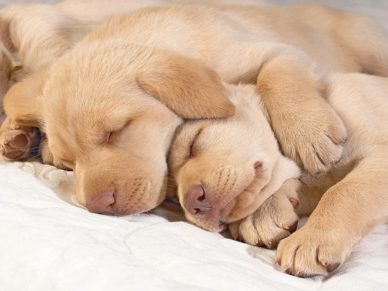 Adorable Golden Retriever Puppy Wallpaper