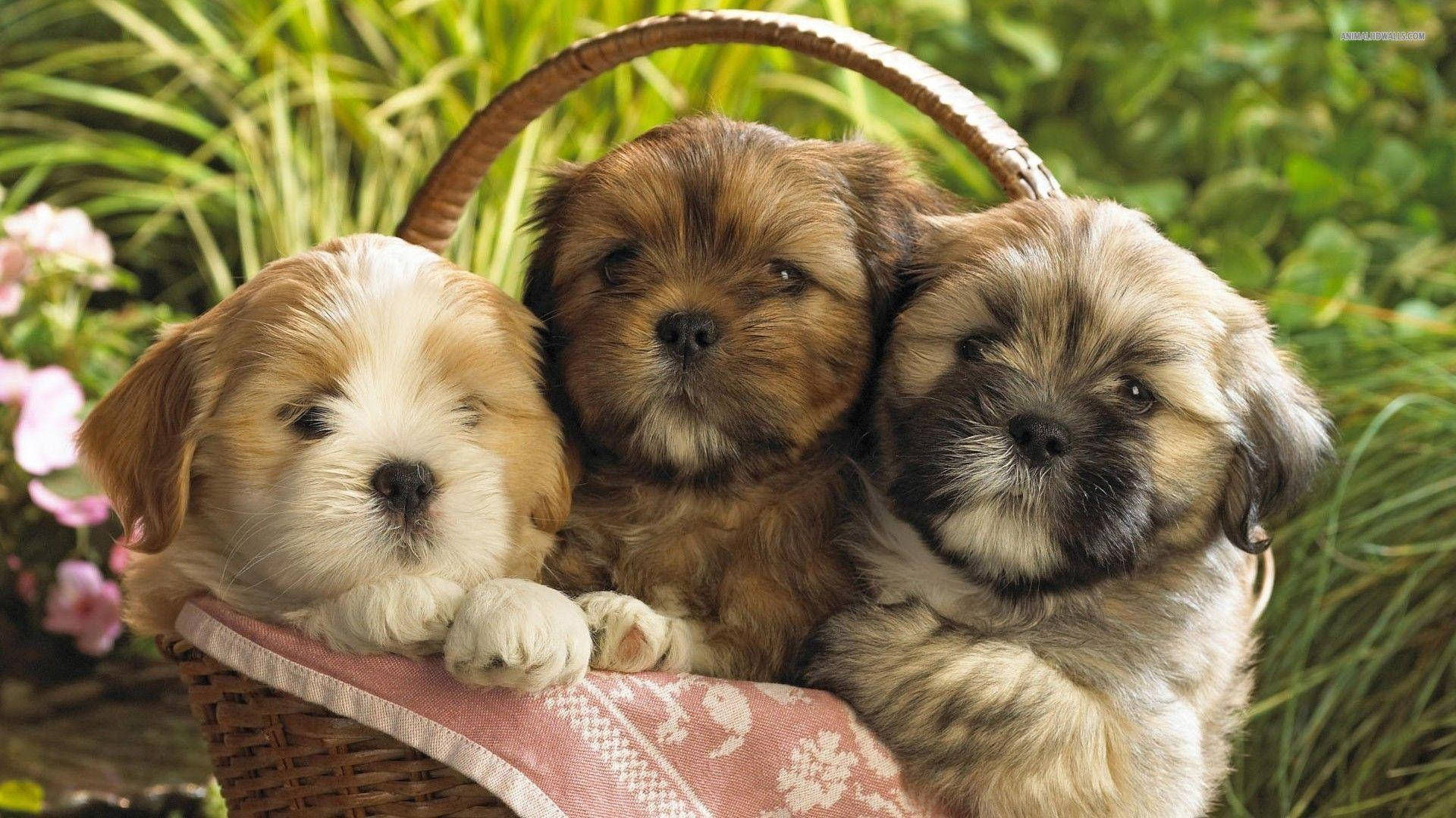 Adorable Puppies In A Picnic Basket Wallpaper