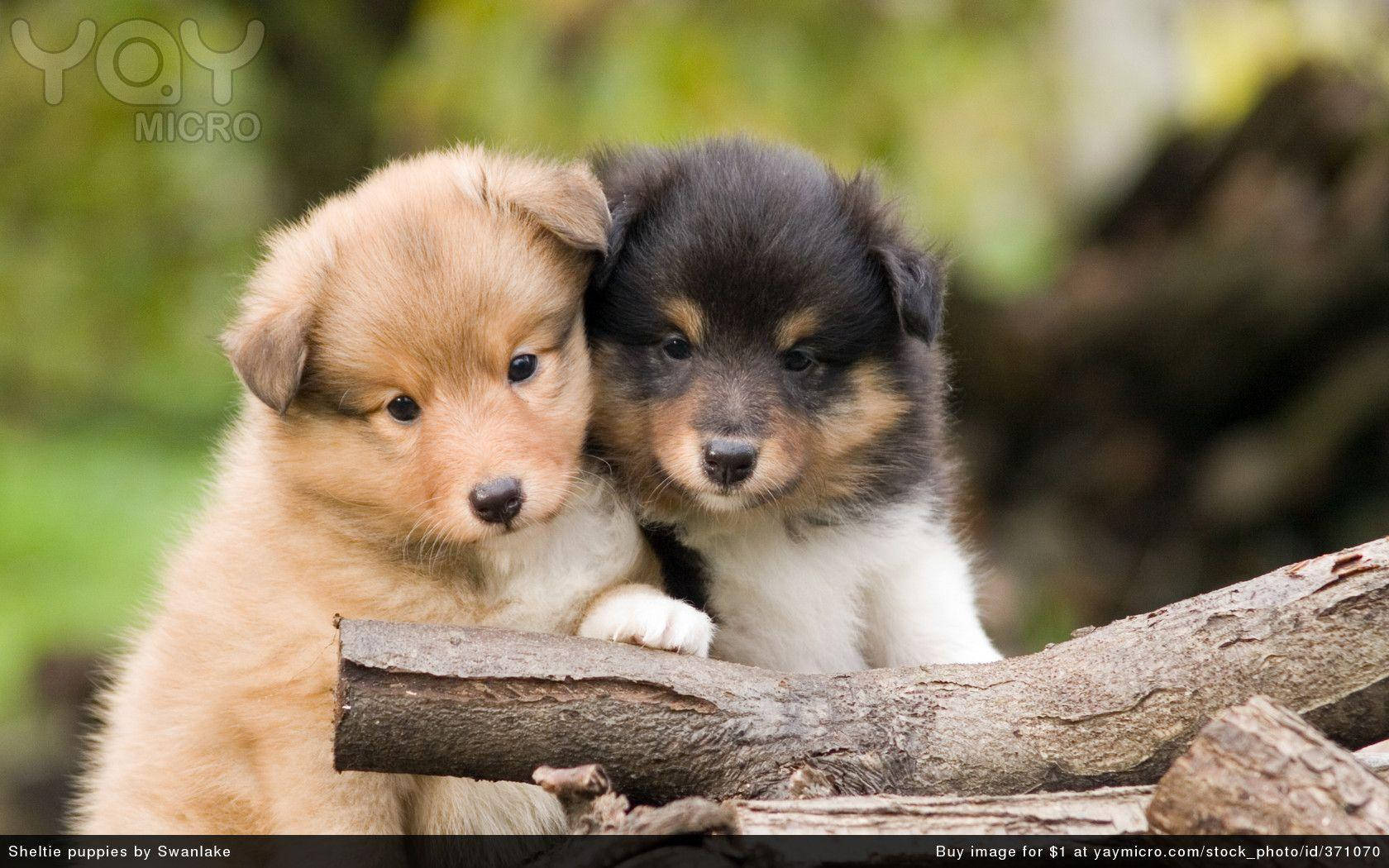 Adorable Puppy Lazing Around Wallpaper