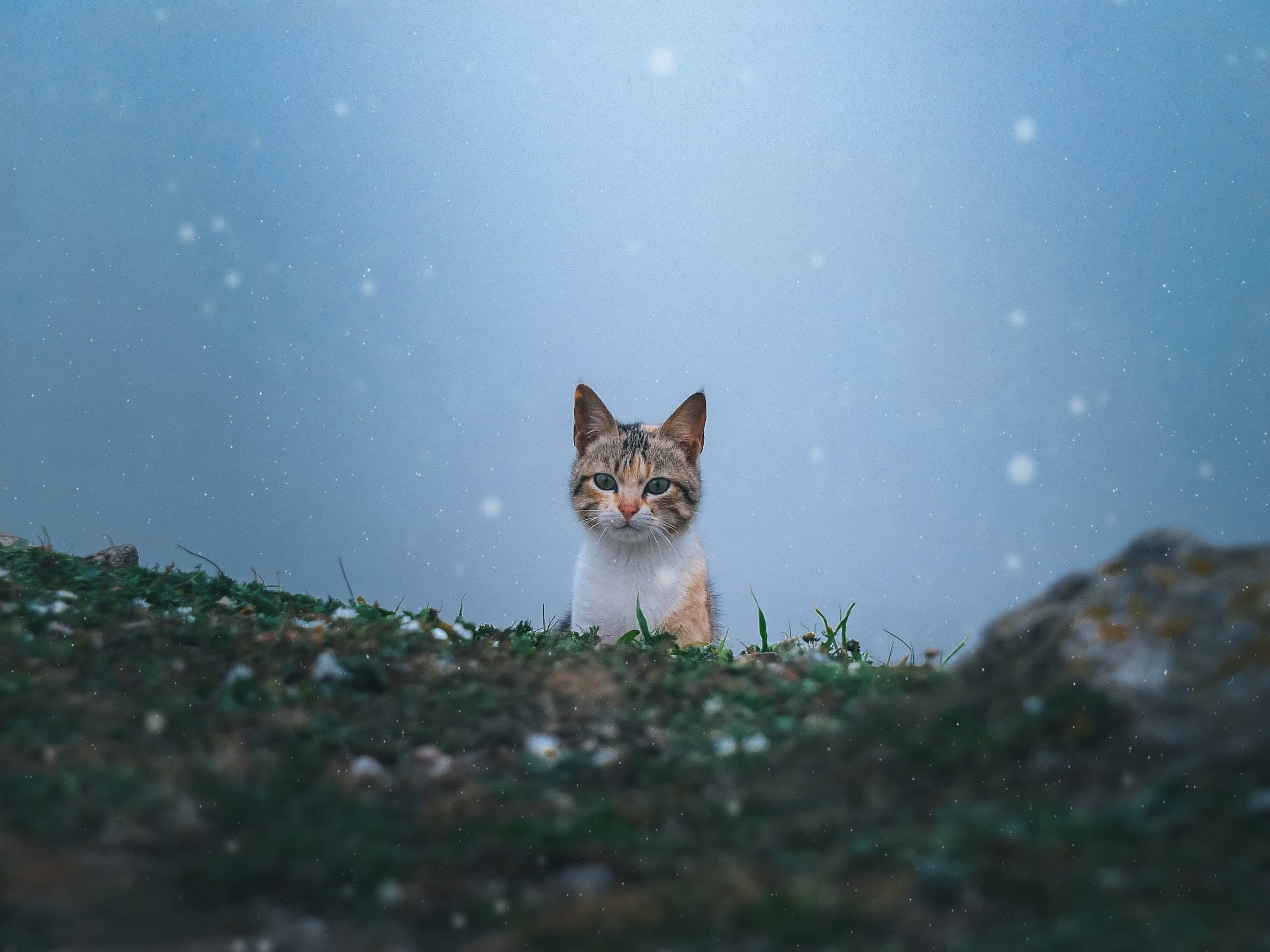 Adorable Tabby In Snow Cat Pfp Wallpaper