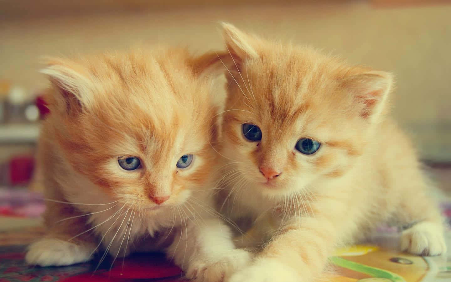 Adorable Twin Feline Pfps Wallpaper