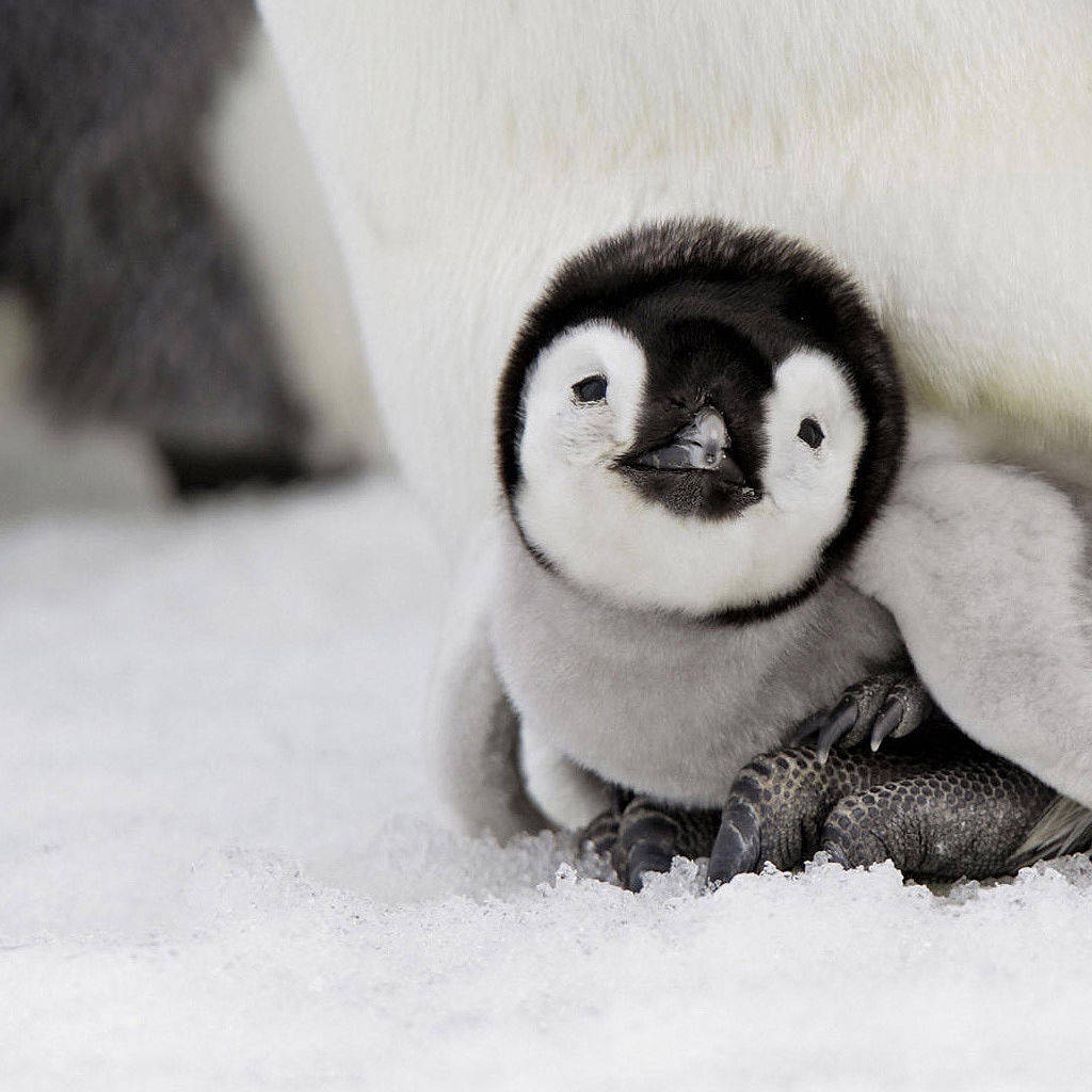 Adult Sitting On A Baby Penguin Wallpaper