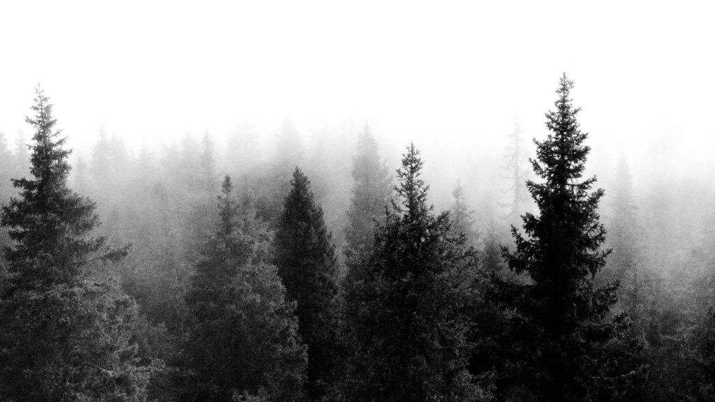 Aesthetic Black Trees Tumblr Desktop Wallpaper