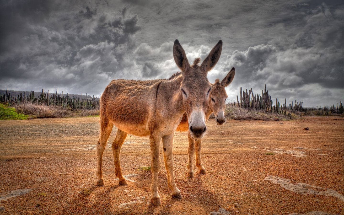 Aesthetic Brown Donkeys On Field Wallpaper