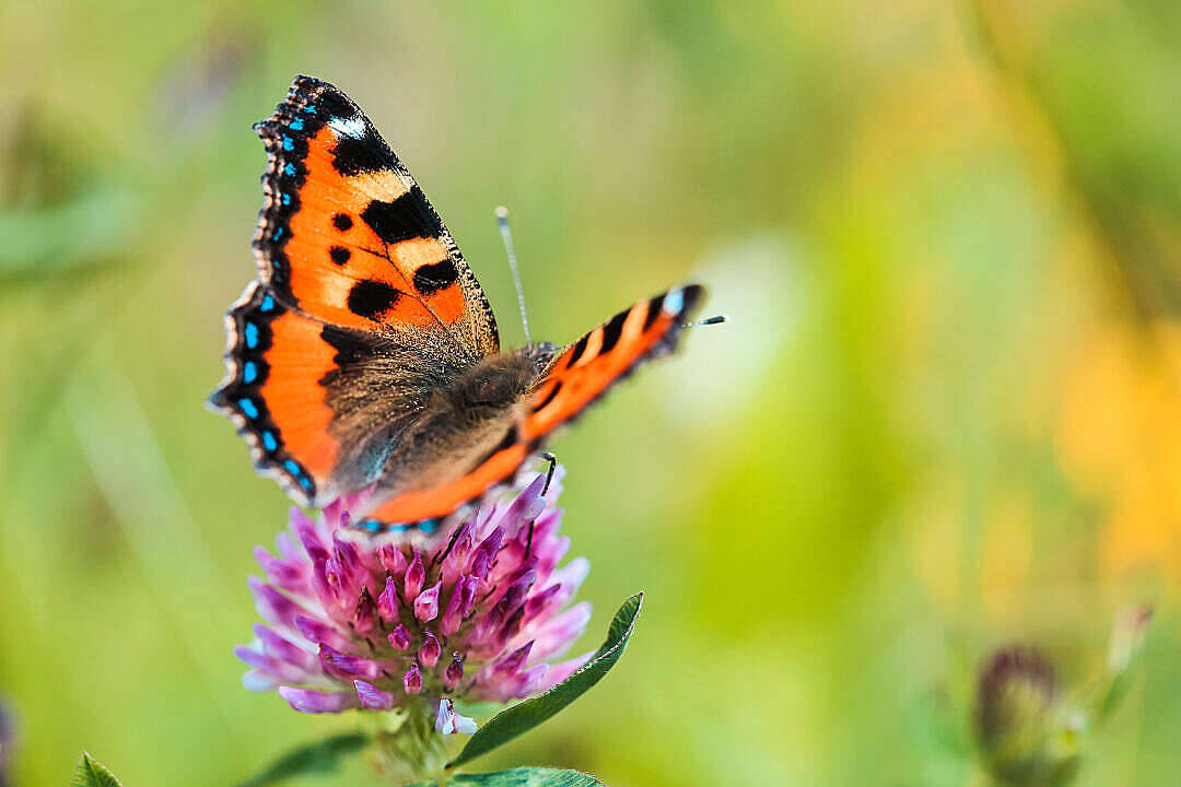 Aesthetic Butterfly Photo Wallpaper