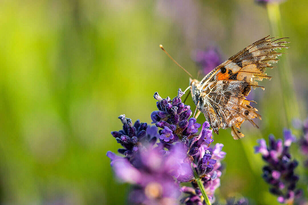 Aesthetic Butterfly With Broken Wings Wallpaper