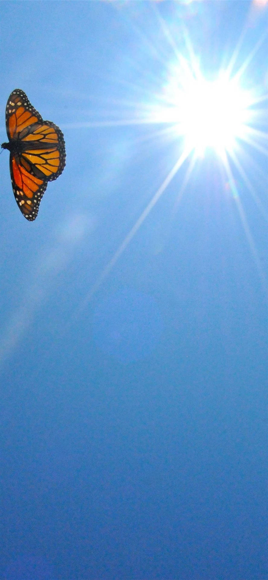 Aesthetic Iphone X Orange Butterfly Wallpaper