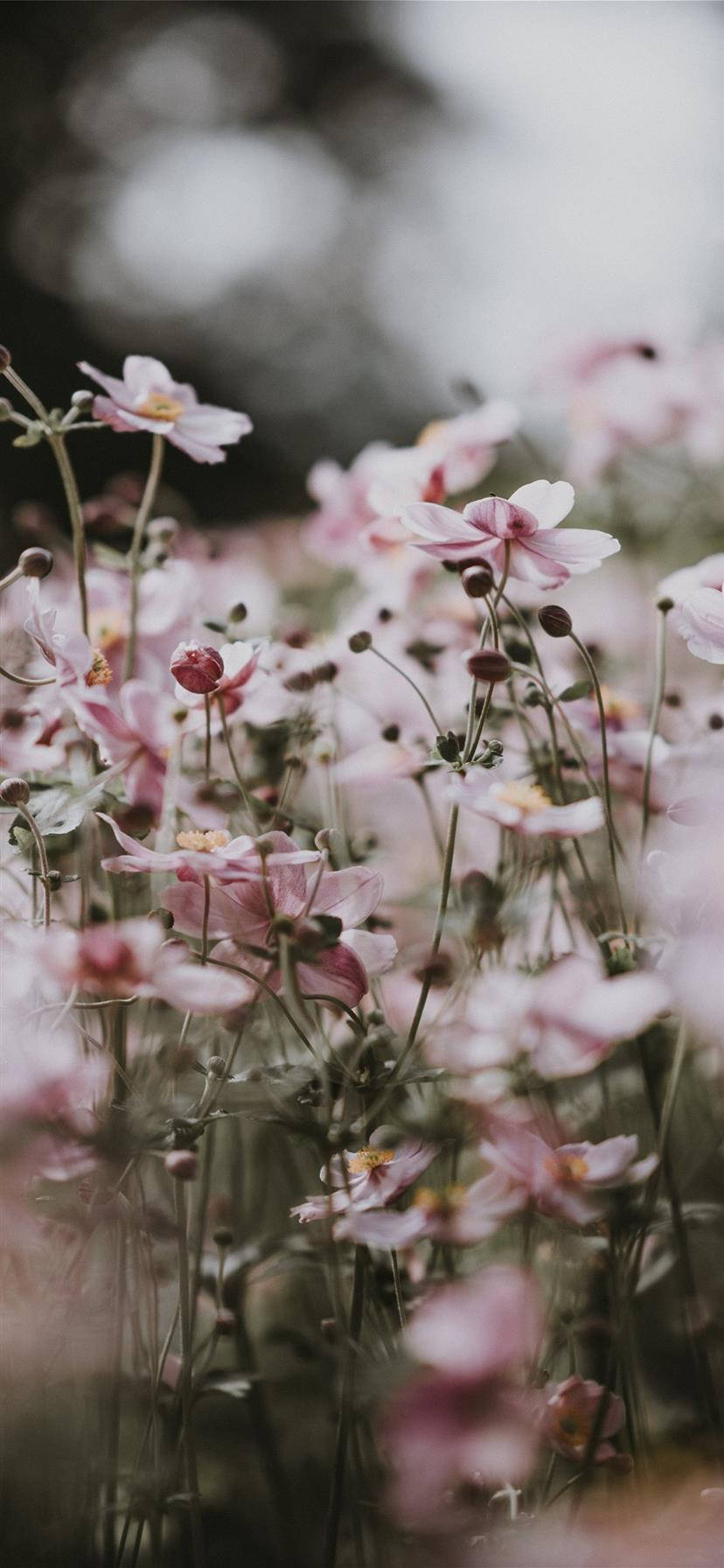 Aesthetic Iphone X Pink Flowers Wallpaper