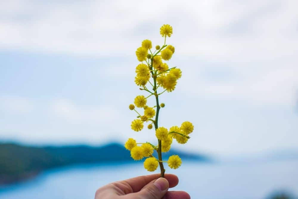 Aesthetic Mimosa Flower Wallpaper