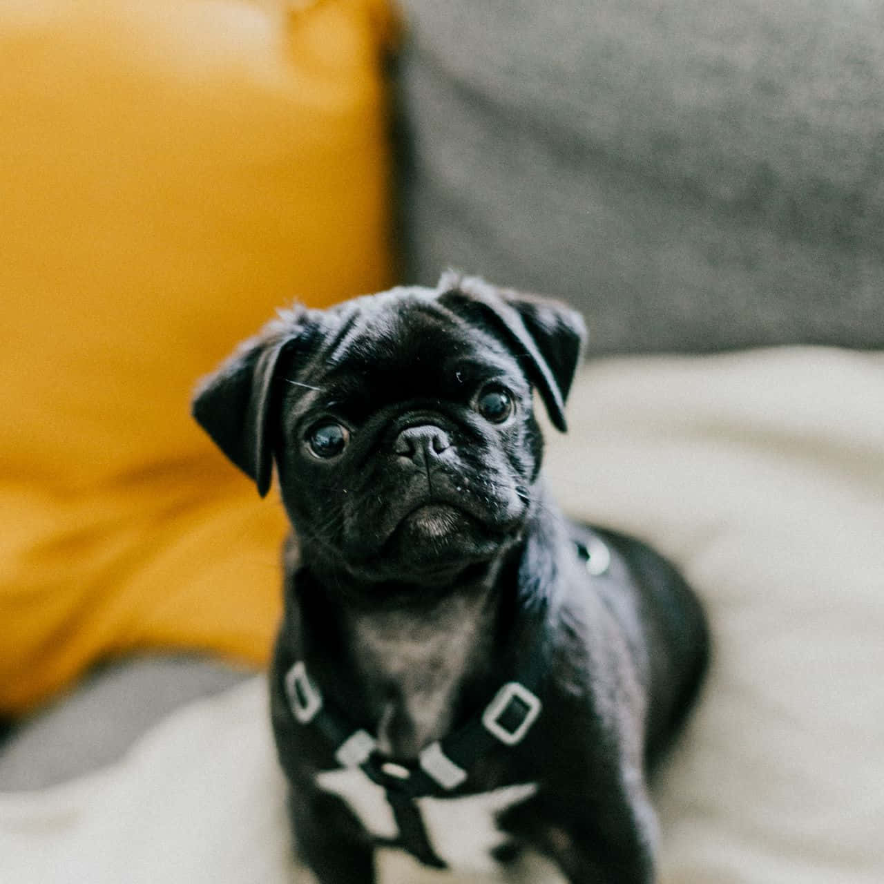 Aesthetic Shoot Pug Dog Wallpaper