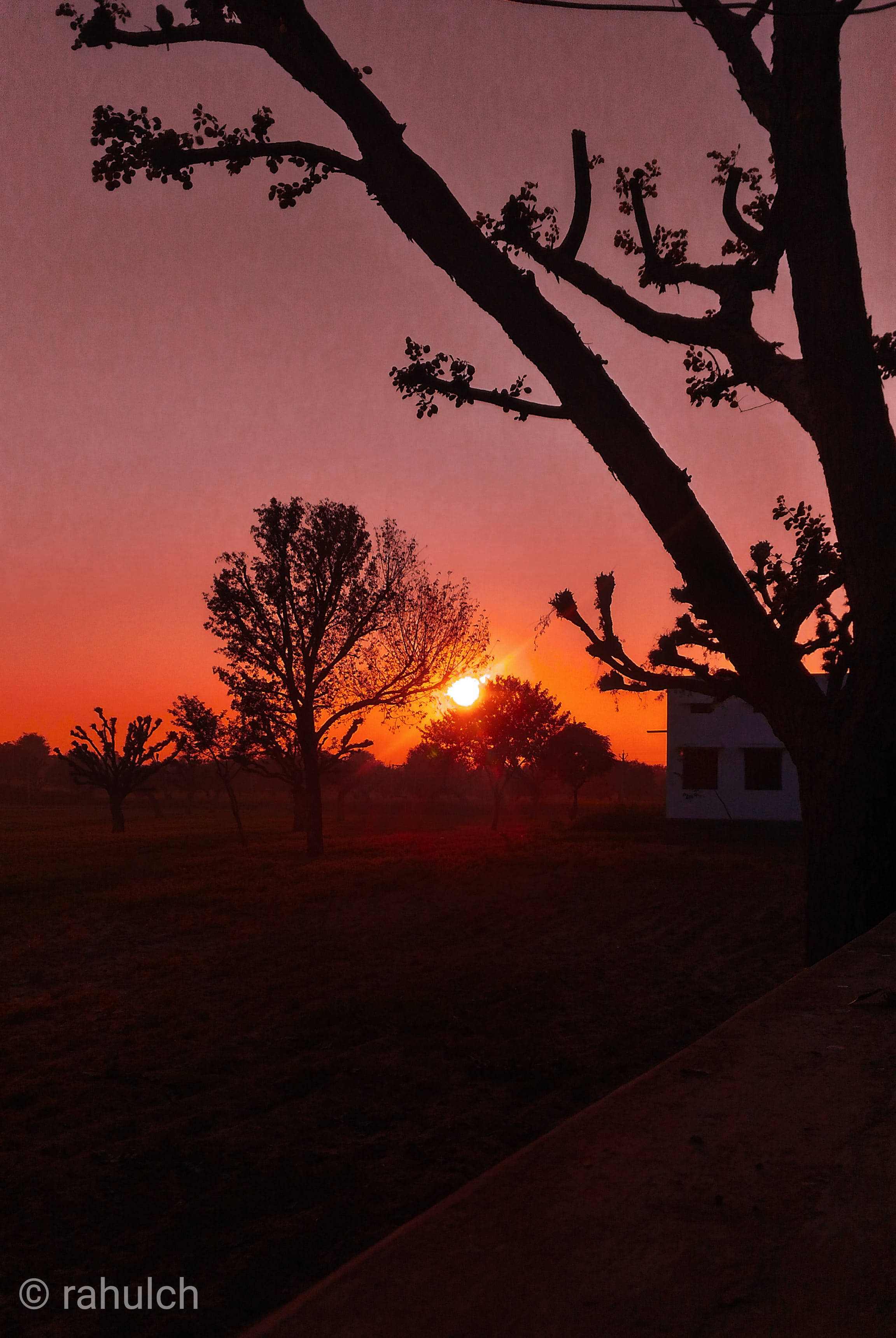 Aesthetic Sunset With Tree Silhouettes Wallpaper