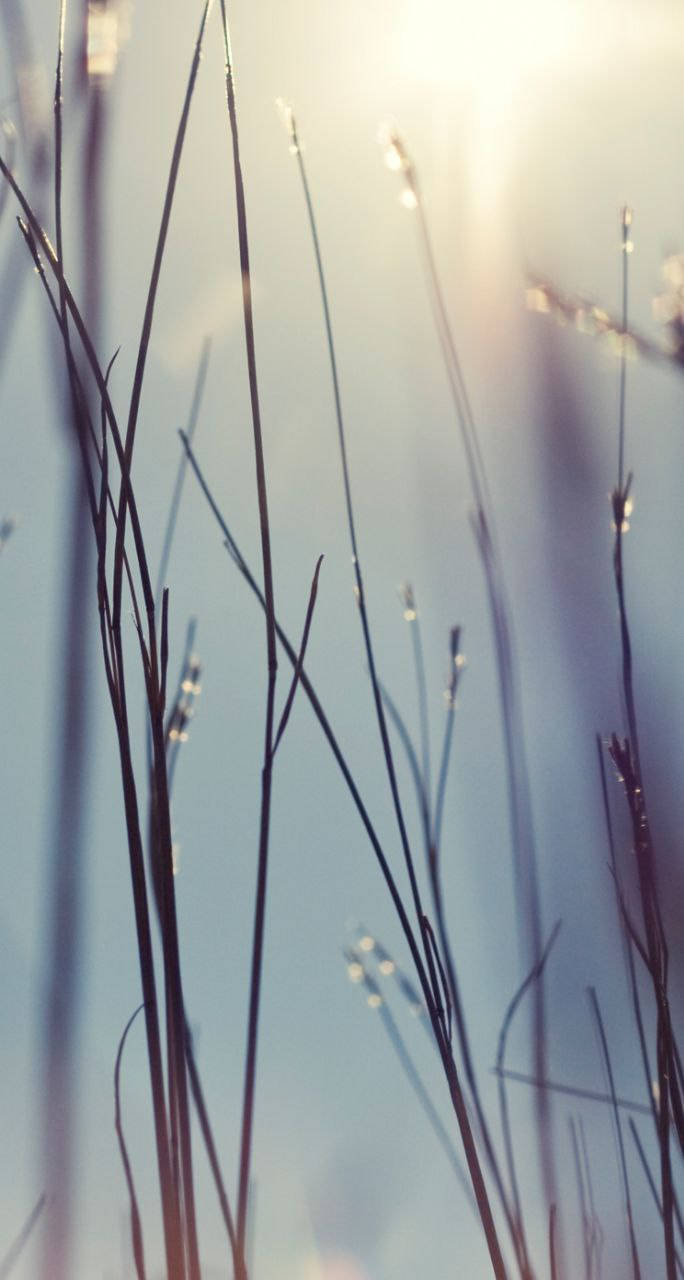 Aesthetic Wet Grass Original Iphone 7 Wallpaper