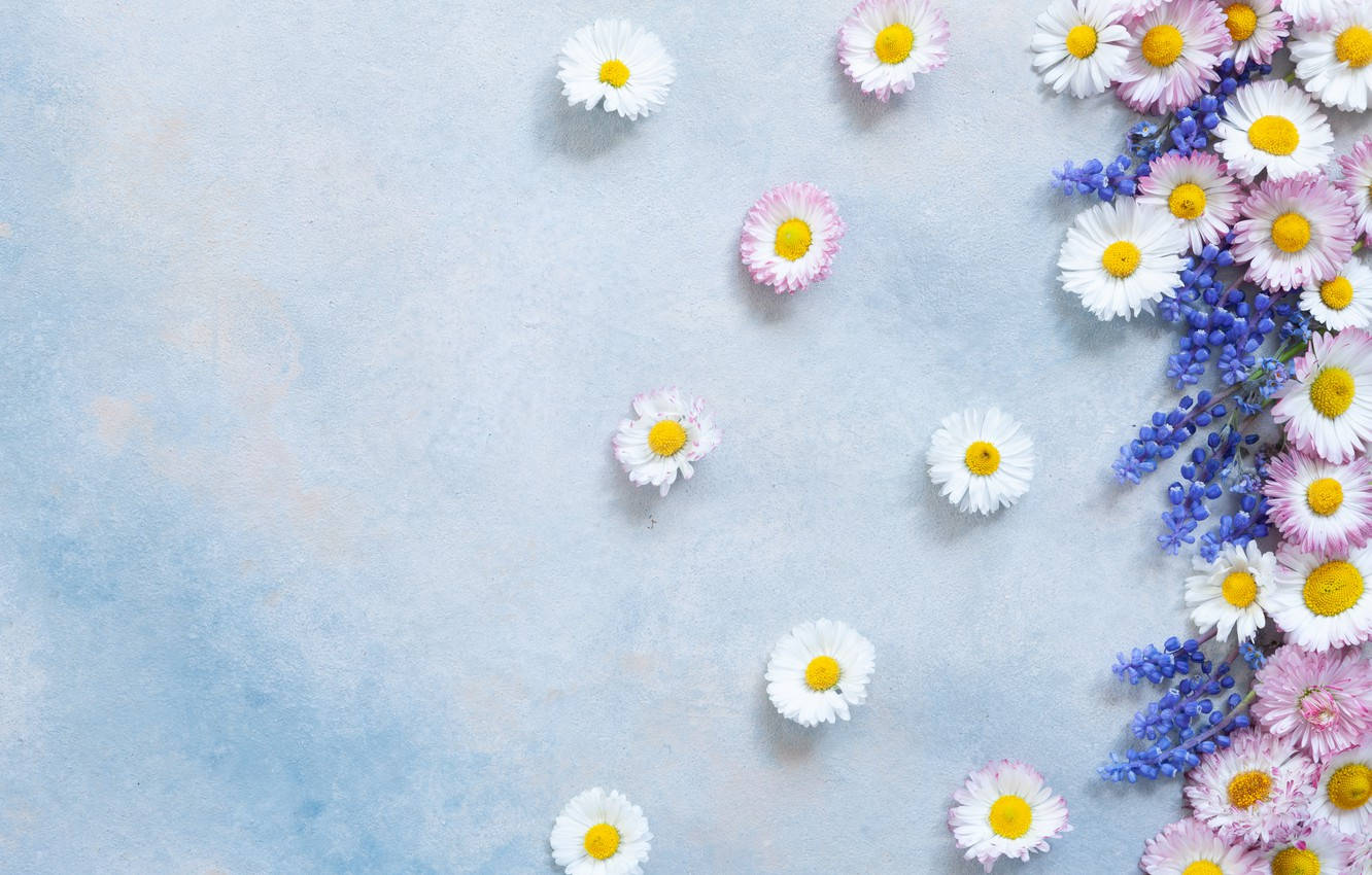 Aesthetic White Daisy & Gerbera Wallpaper