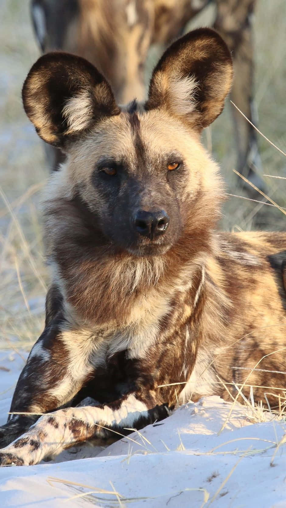 African Wild Dog Portrait Wallpaper