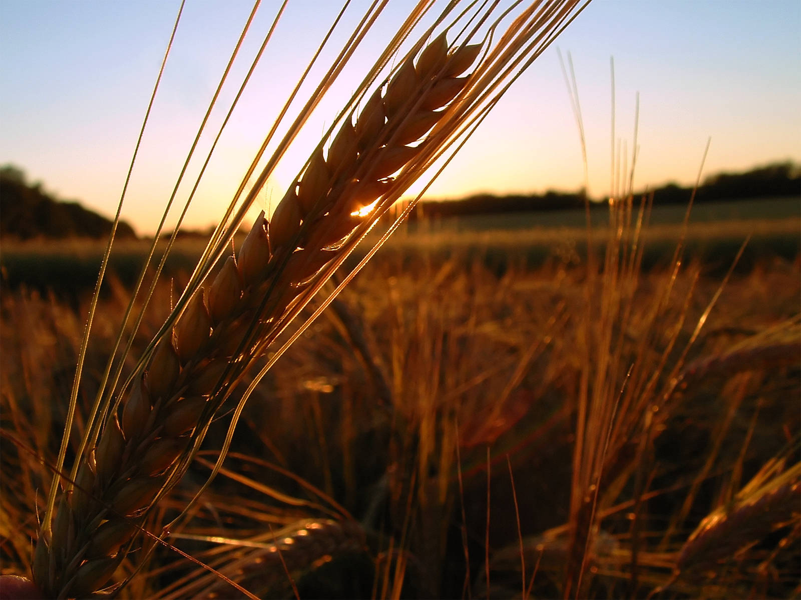 Against-the-light Photo Of Wheat Field Wallpaper