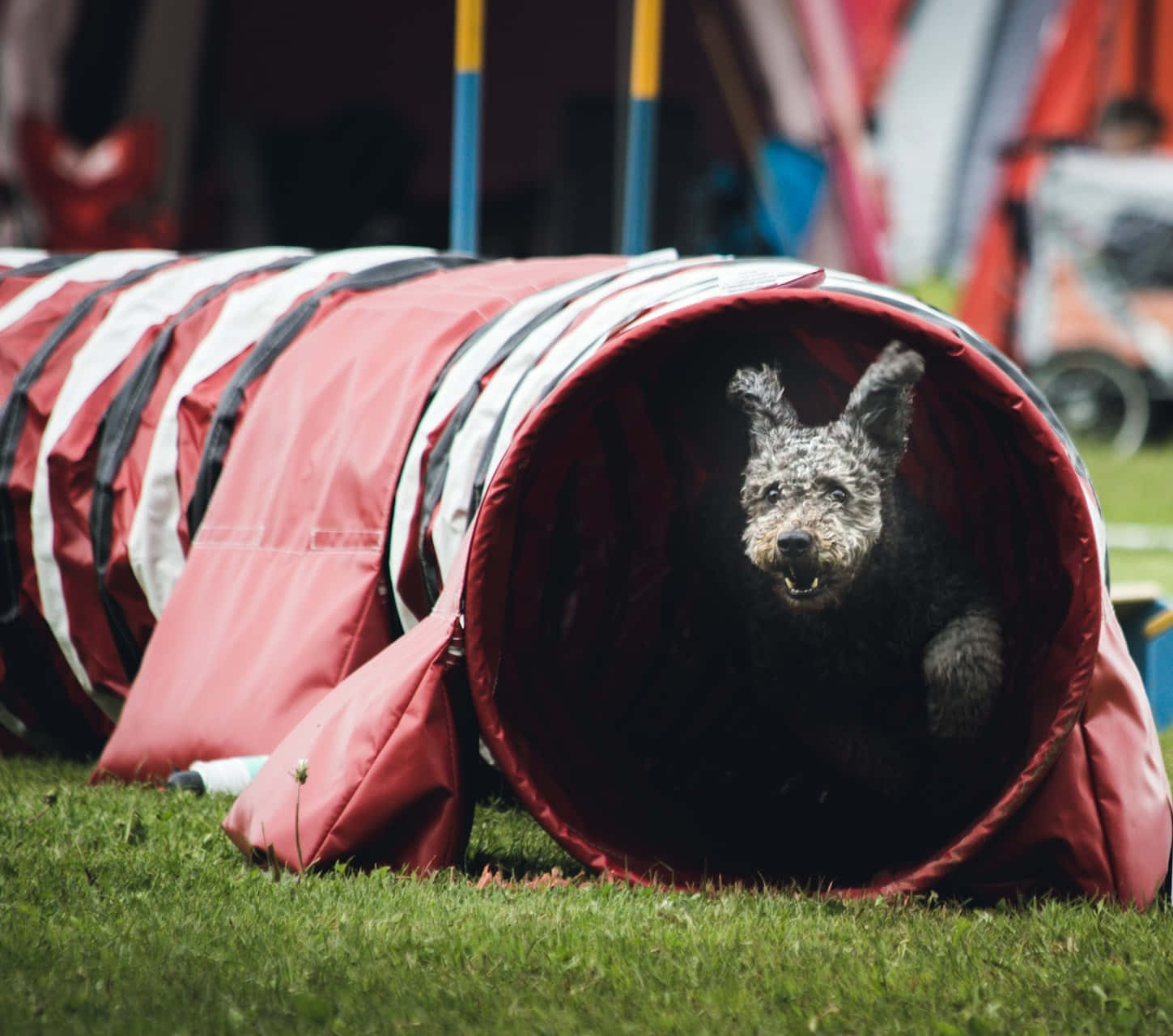 Agility Training Dog Exiting Tunnel Wallpaper