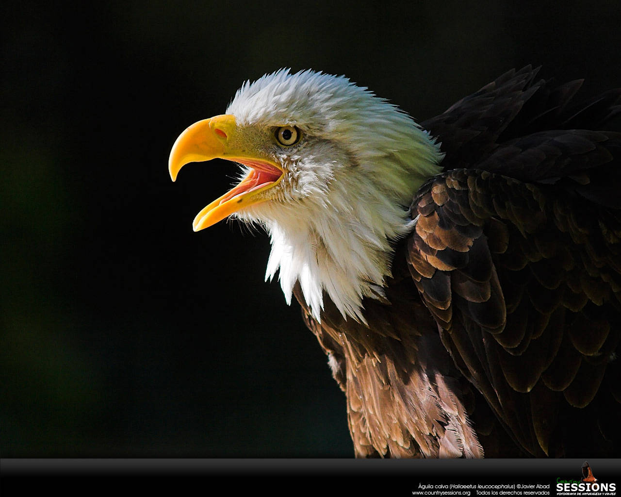 Aguila Screaming Open Mouth Wallpaper