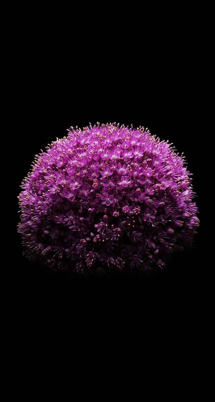 Allium Flower Iphone Se Wallpaper