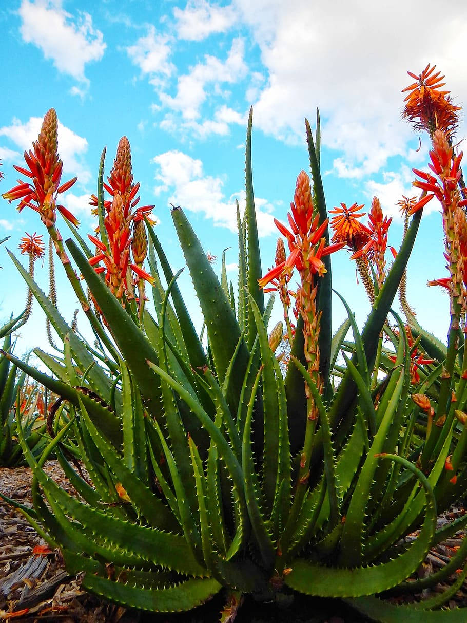 Aloe Vera Orange Flowers Wallpaper