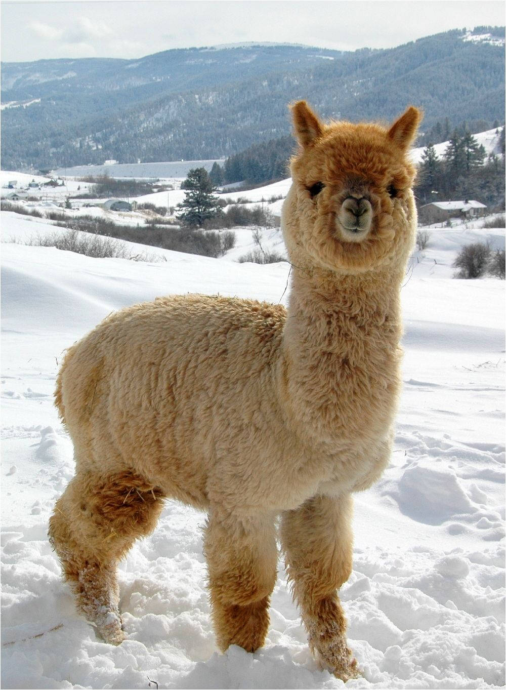 Alpaca In Snow Wallpaper