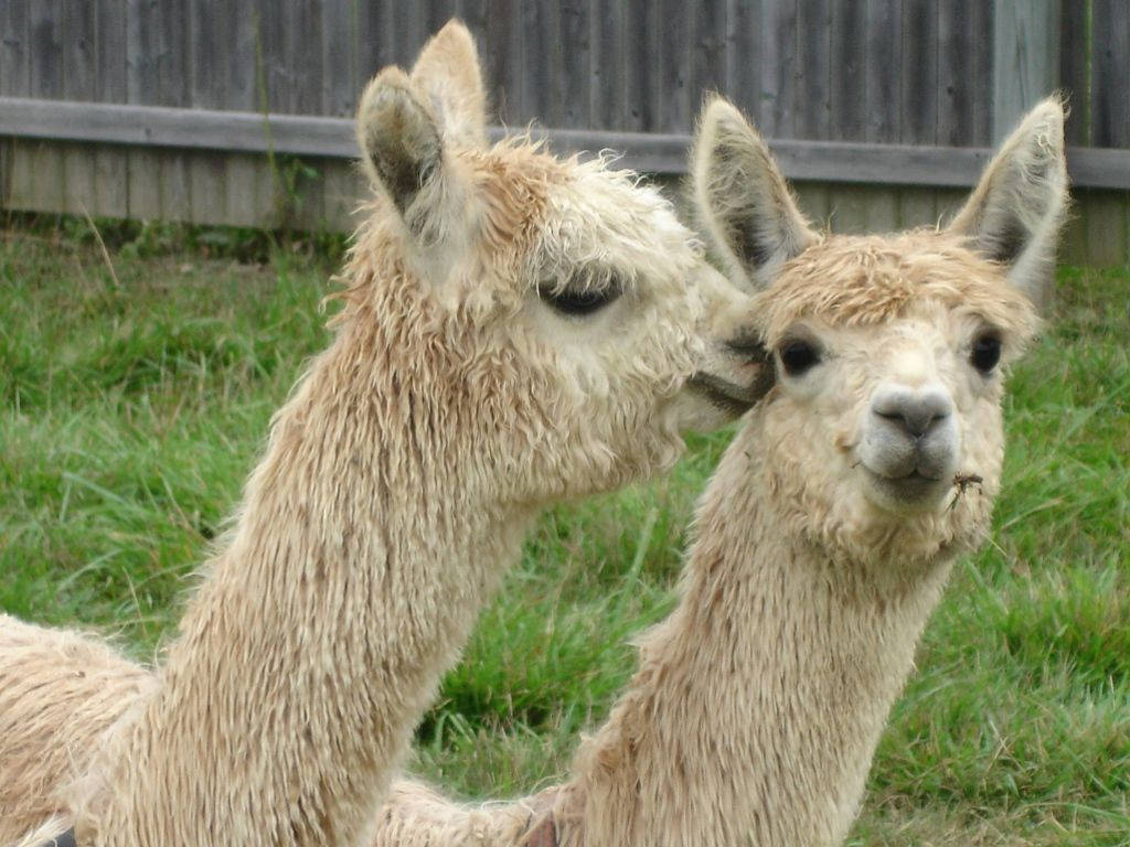 Alpacas In Cream Color Wallpaper