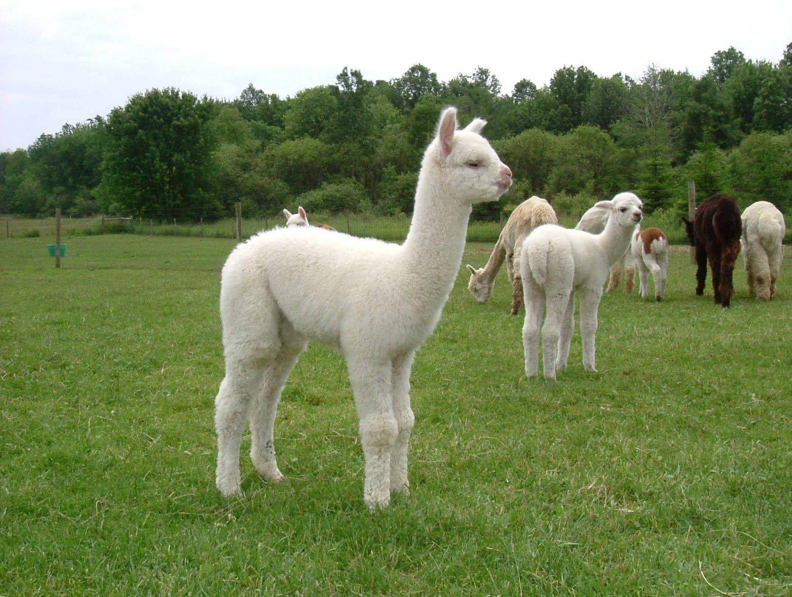 Alpacas On Green Grass Wallpaper