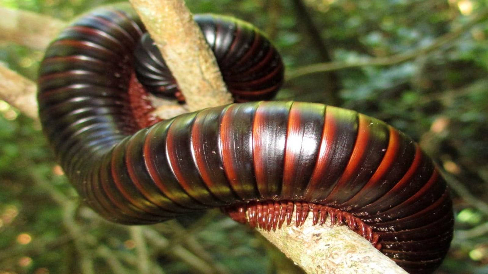 American Giant Millipede On A Tree Wallpaper