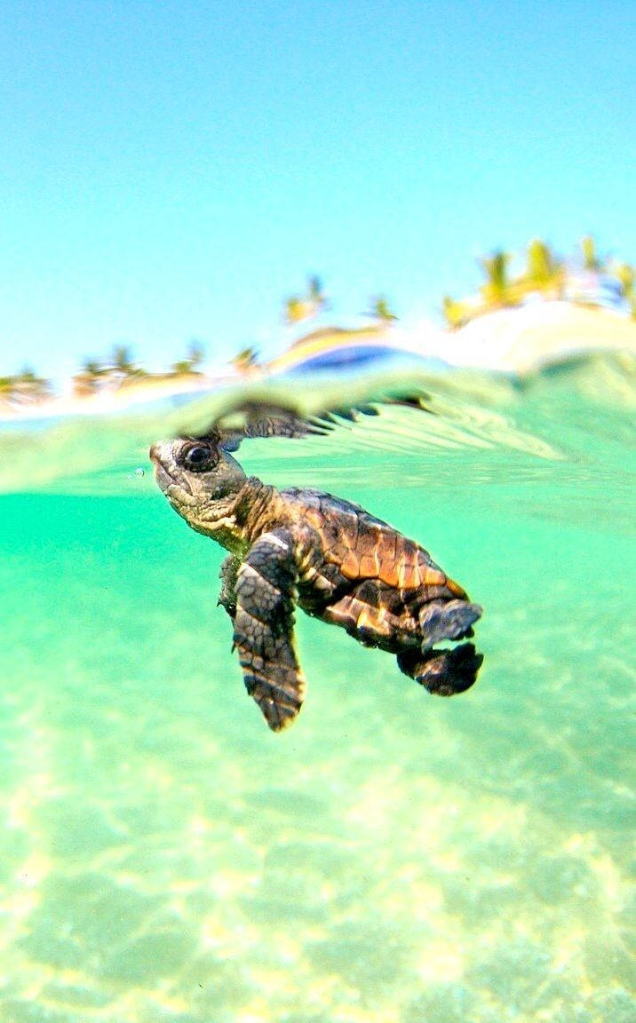 An Ipad Sits Surrounded By A Tranquil Sea Turtle In Its Surrounding Habitat. Wallpaper