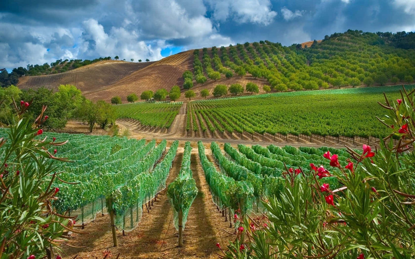 An Orchard Vineyard Wallpaper