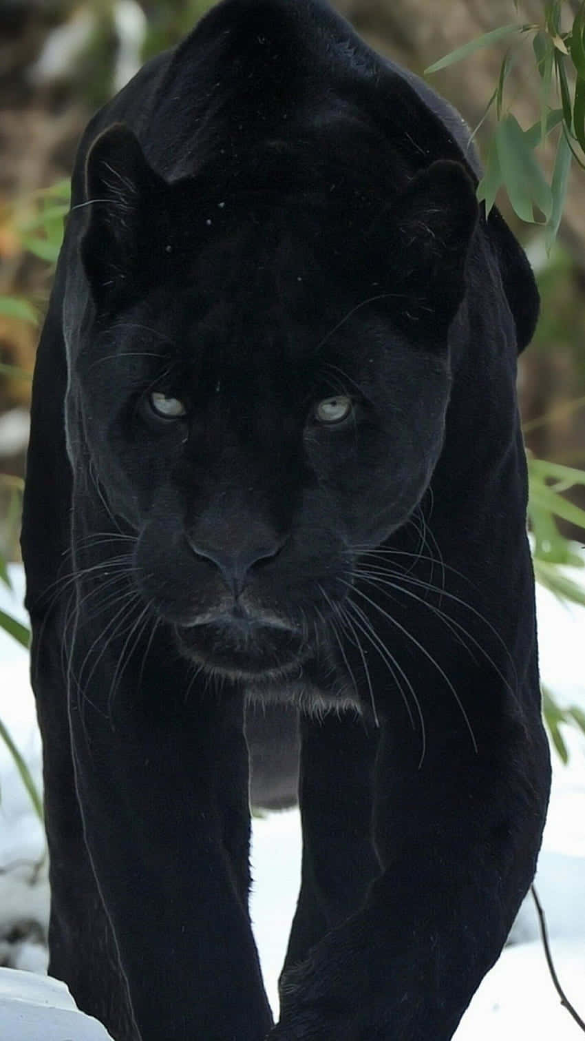 An Unmovable Force, The Majestic Black Jaguar Wallpaper