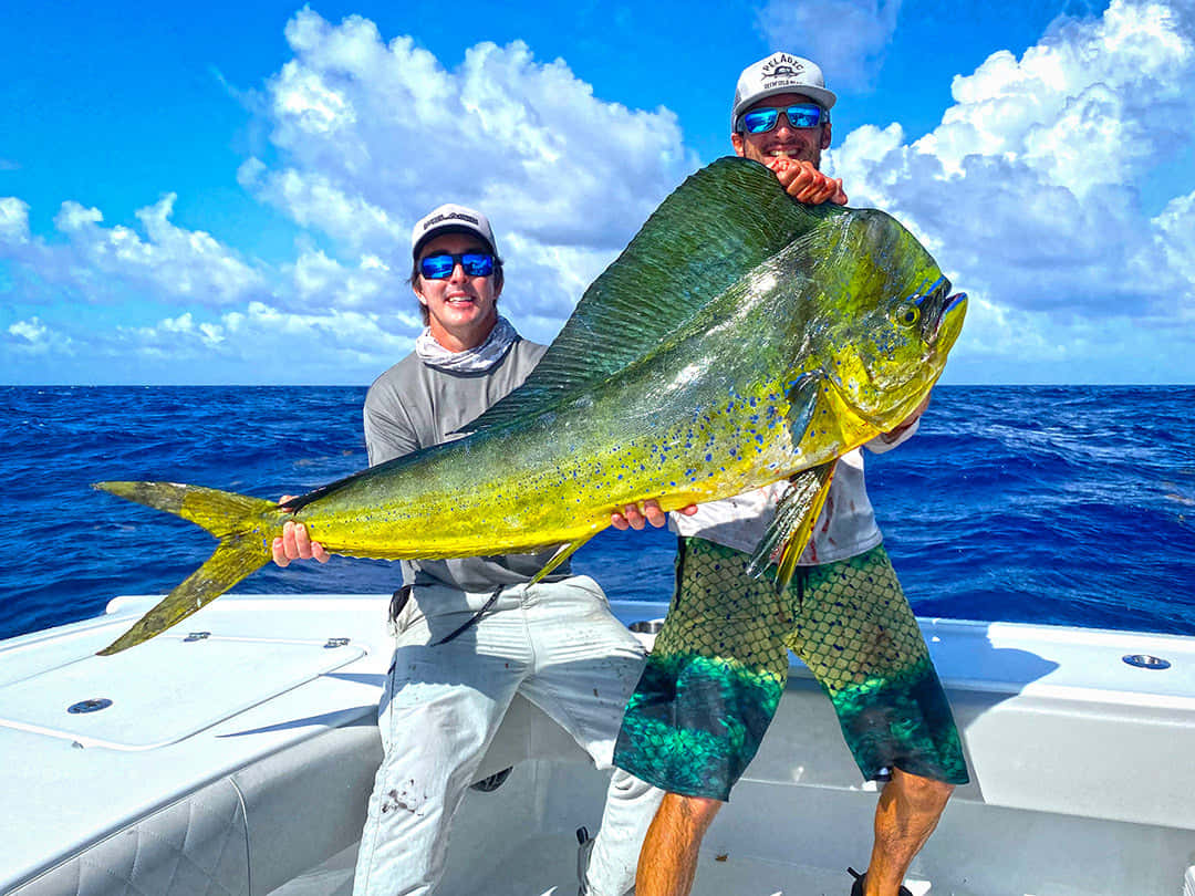 Anglerswith Big Mahi Mahi Catch Wallpaper