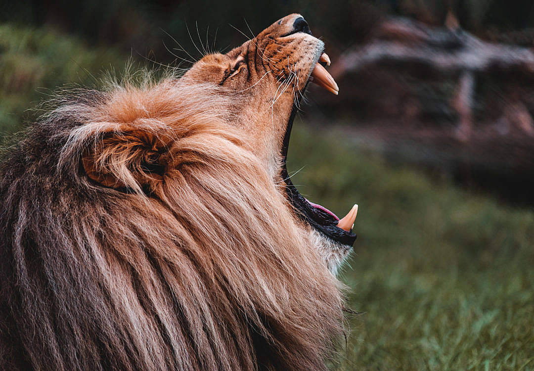 Angry Lion Close-up Side View Wallpaper