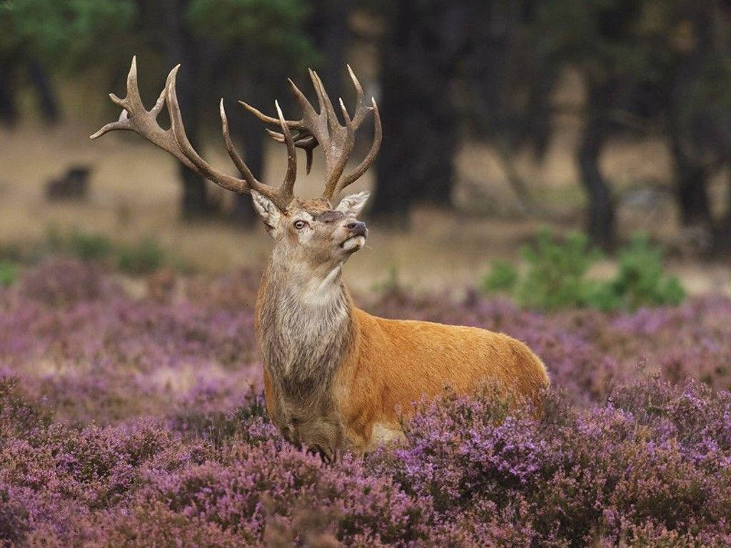 Animal Planet Regal Stag Wallpaper