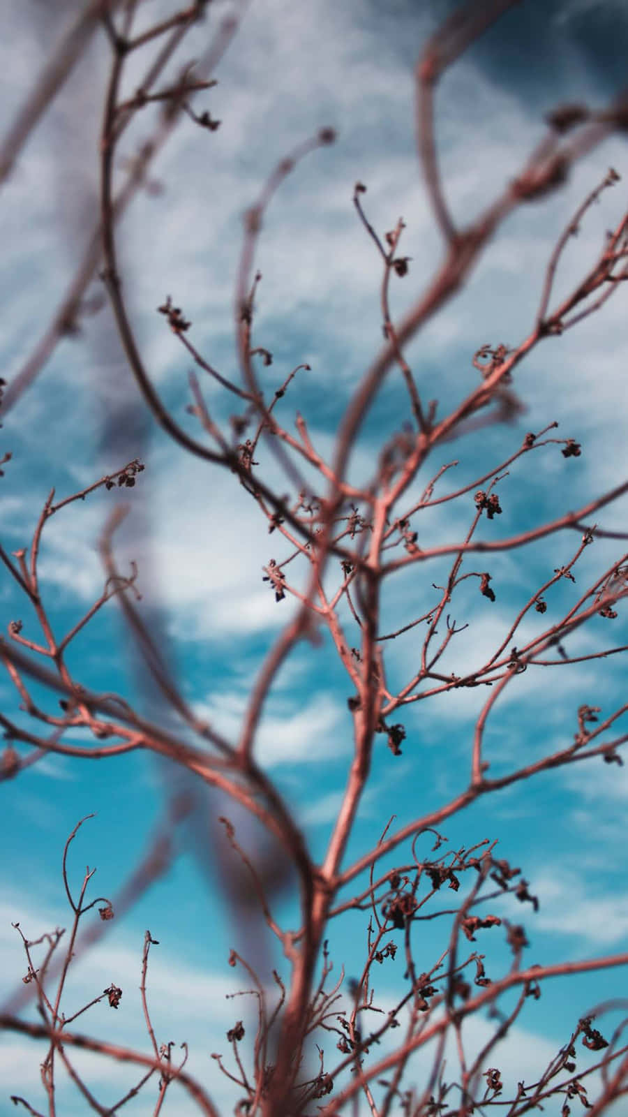 Apple Iphone Xs Max Bare Tree Wallpaper