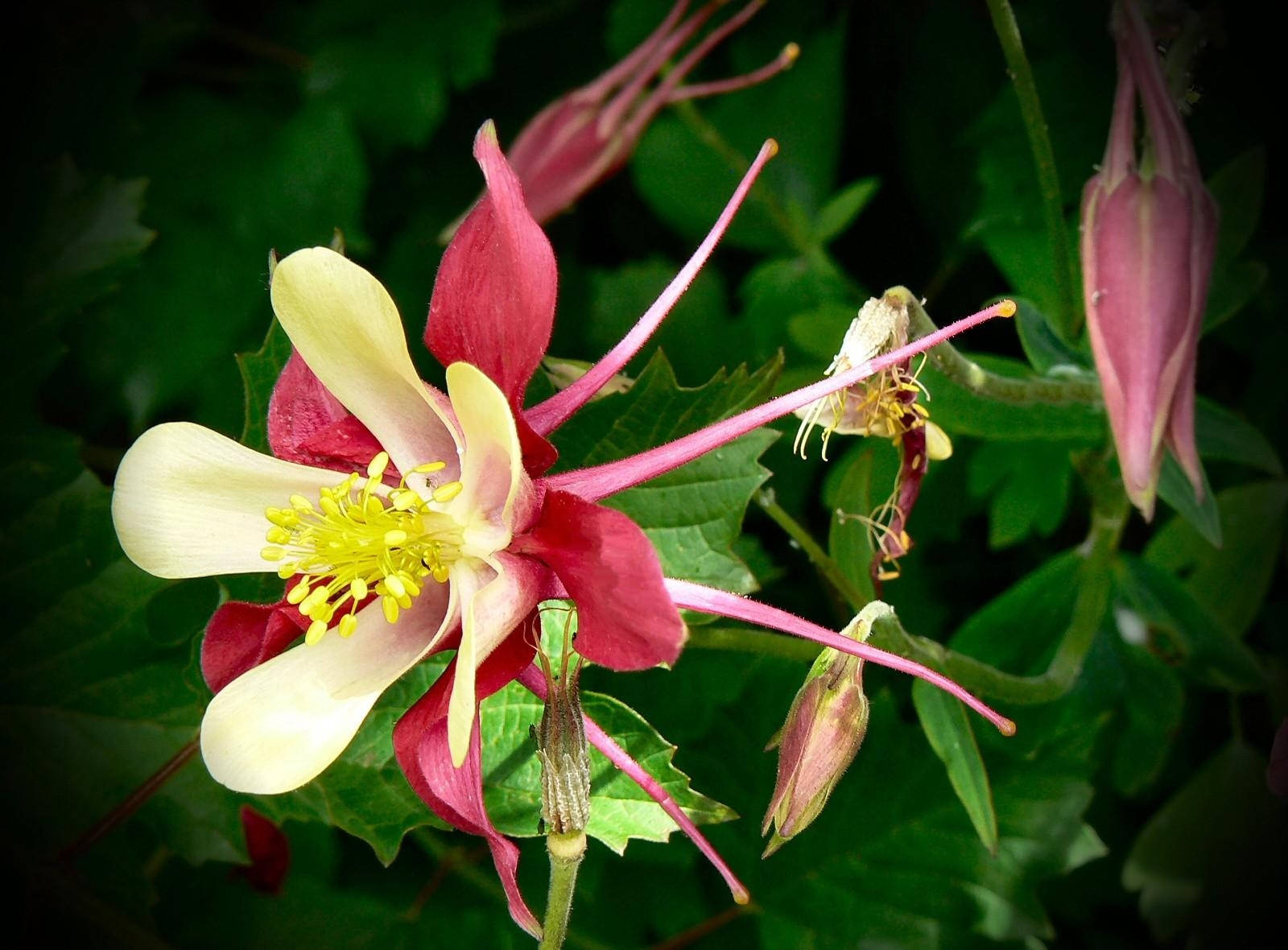 Aquilegia In Sharp Bloom Wallpaper