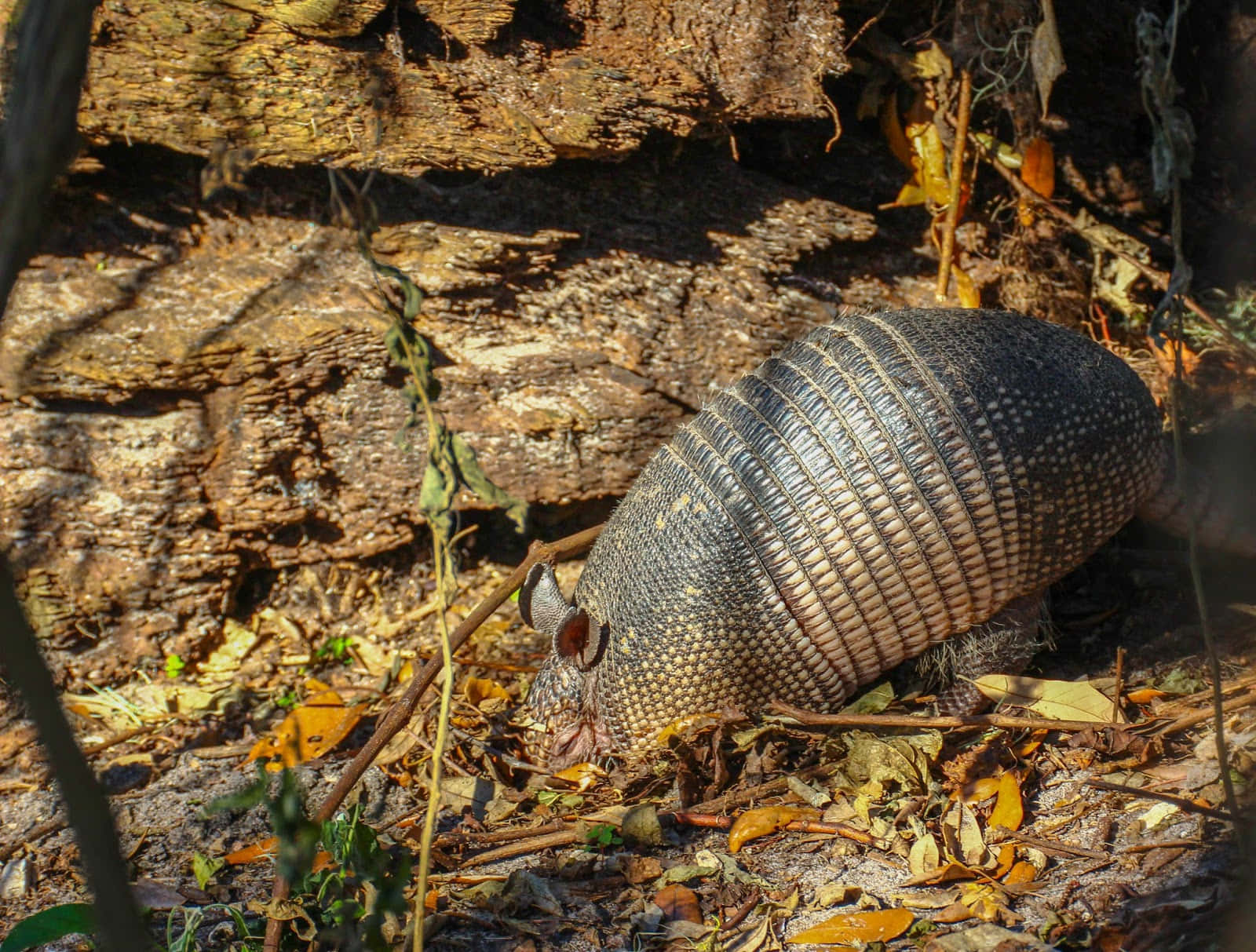 Armadilloin Natural Habitat Wallpaper