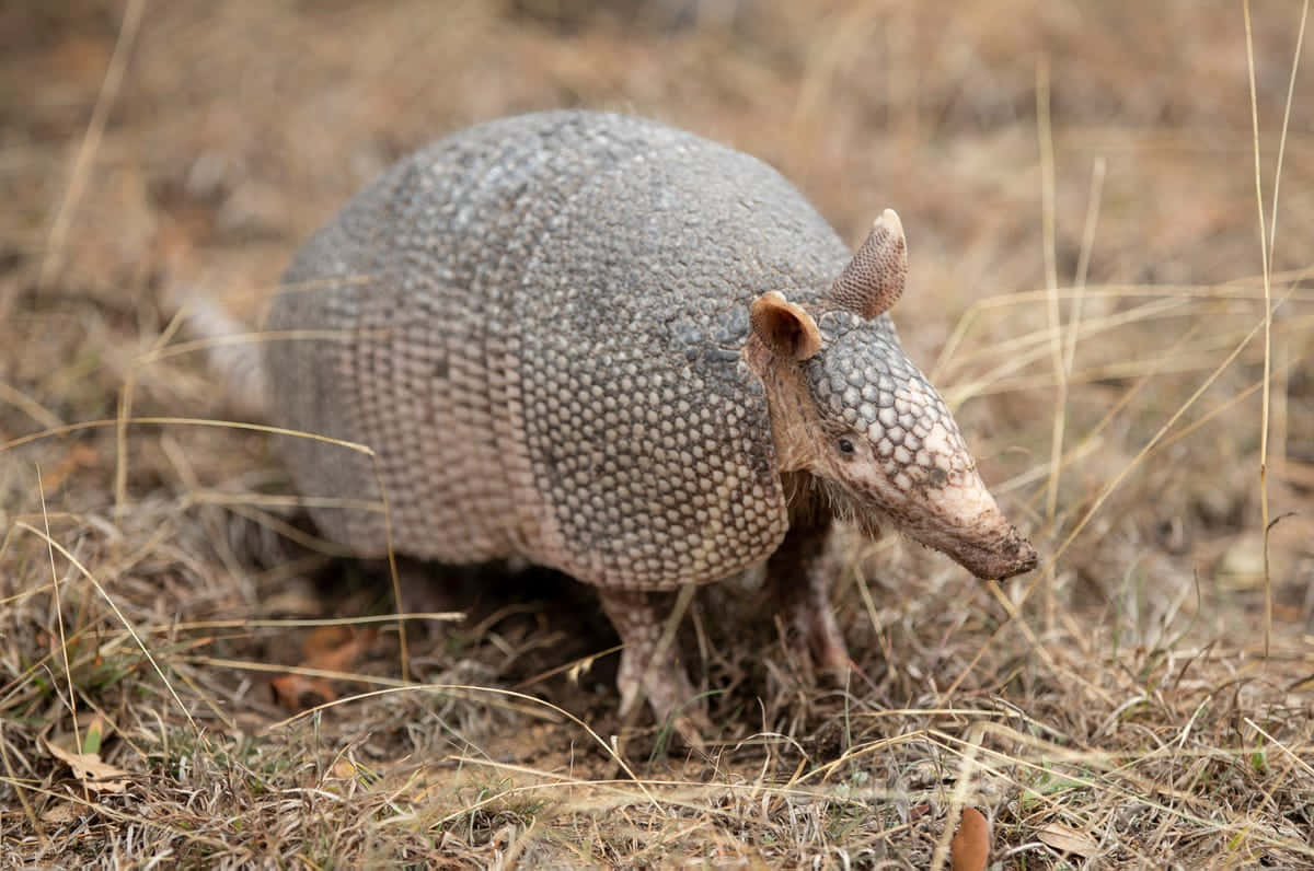 Armadilloin Natural Habitat Wallpaper