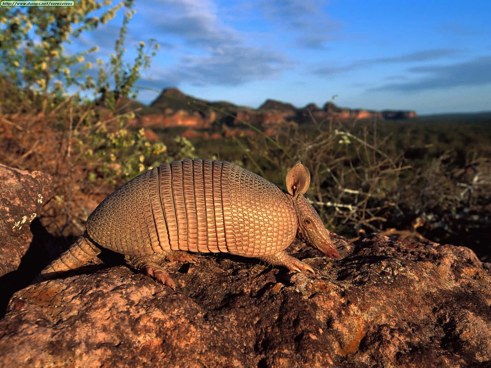 Armadilloin Natural Habitat.jpg Wallpaper