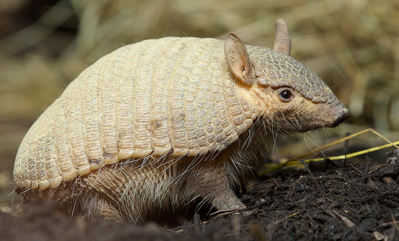 Armadilloin Natural Habitat.jpg Wallpaper