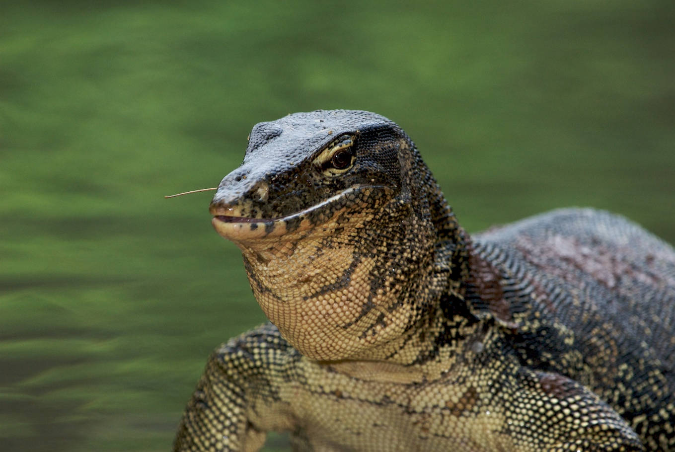 Asian Water Monitor Lizard In Water Wallpaper