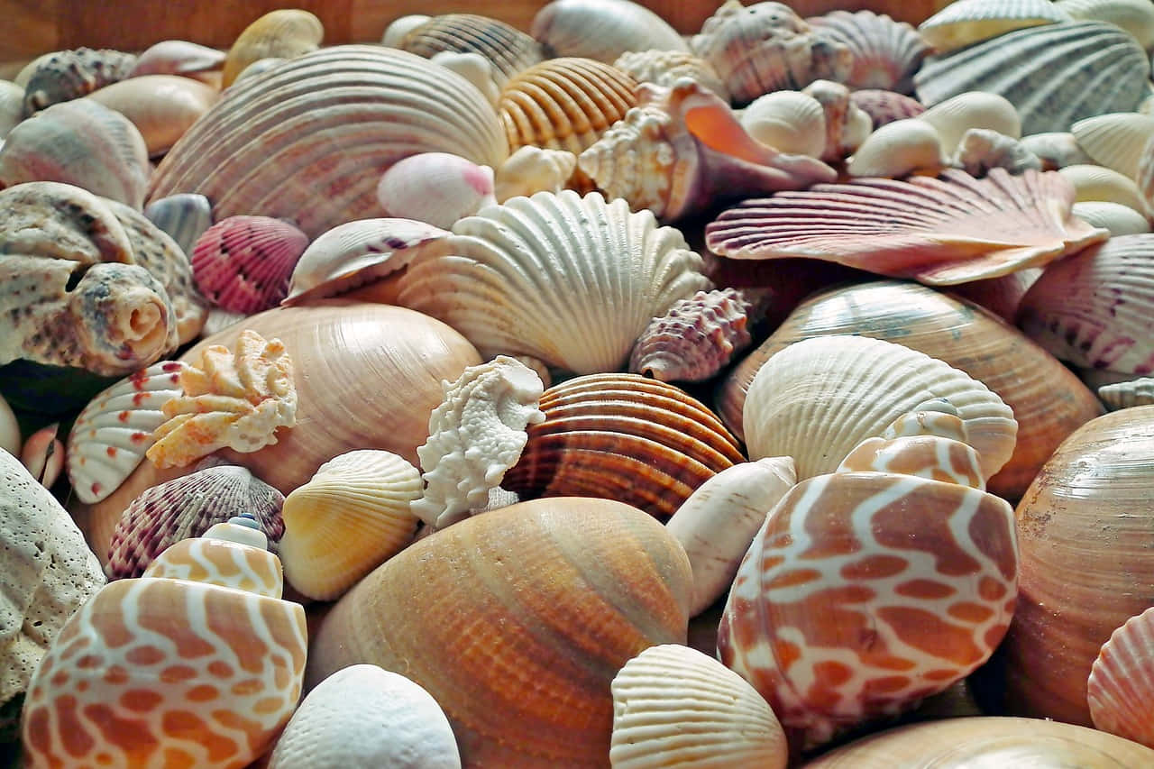 Assorted Seashells With Nice Patterns Wallpaper