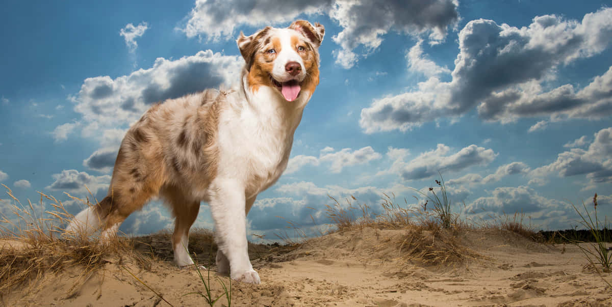 Australian Shepherd Dog Breeds In Desert Wallpaper