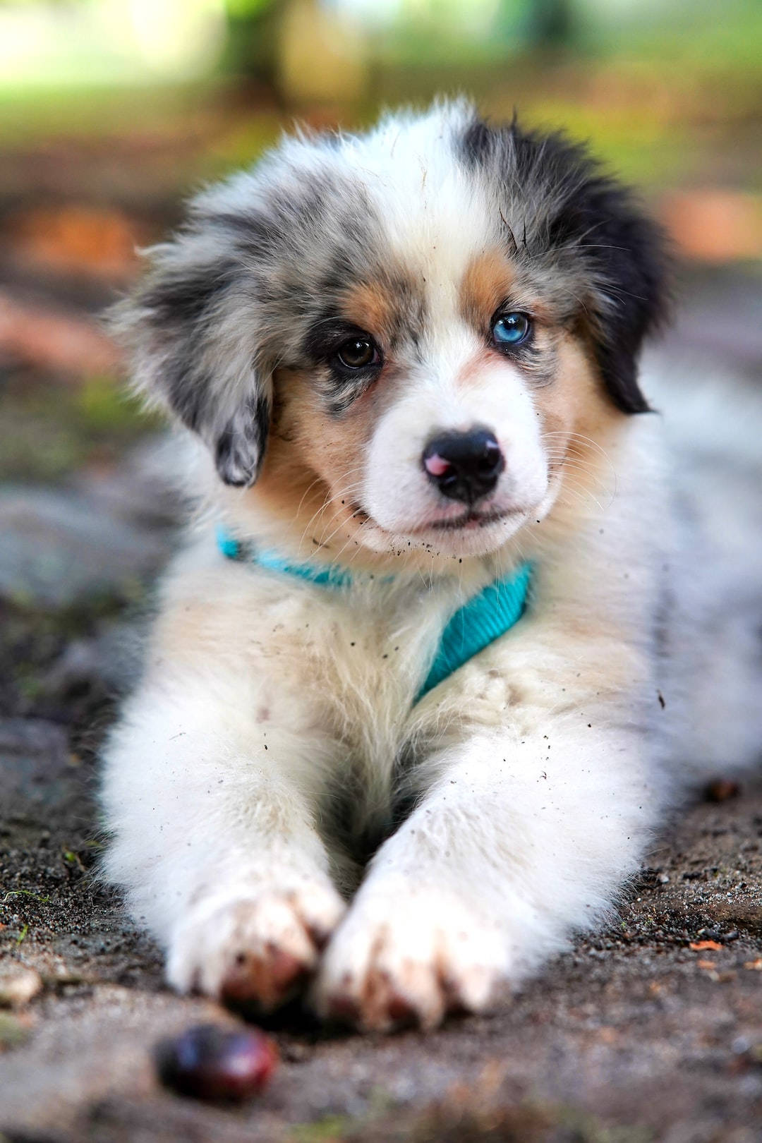 Australian Shepherd Puppy Dog On Ground Wallpaper