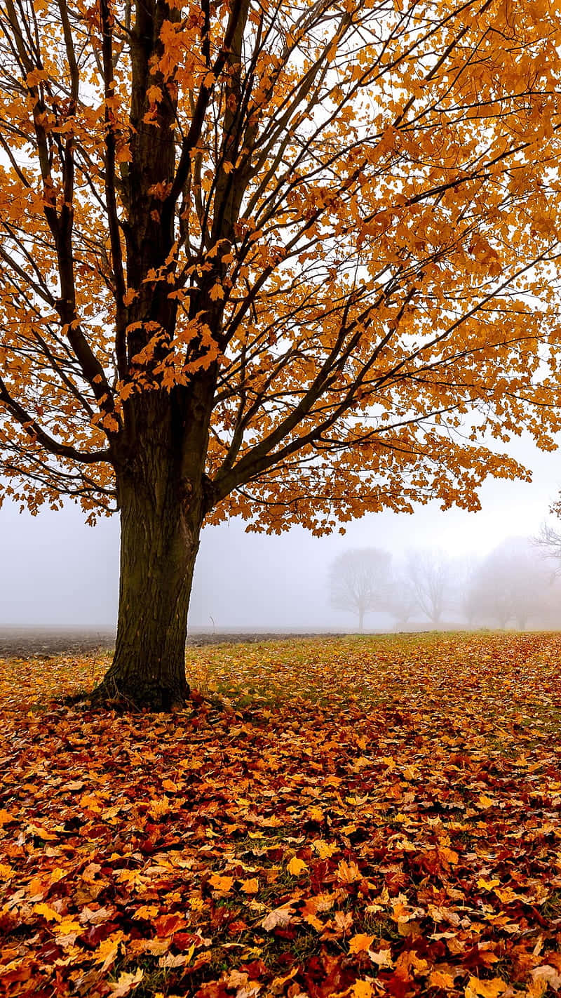 Autumn Iphone 6 Plus With A Lonely Tree Wallpaper