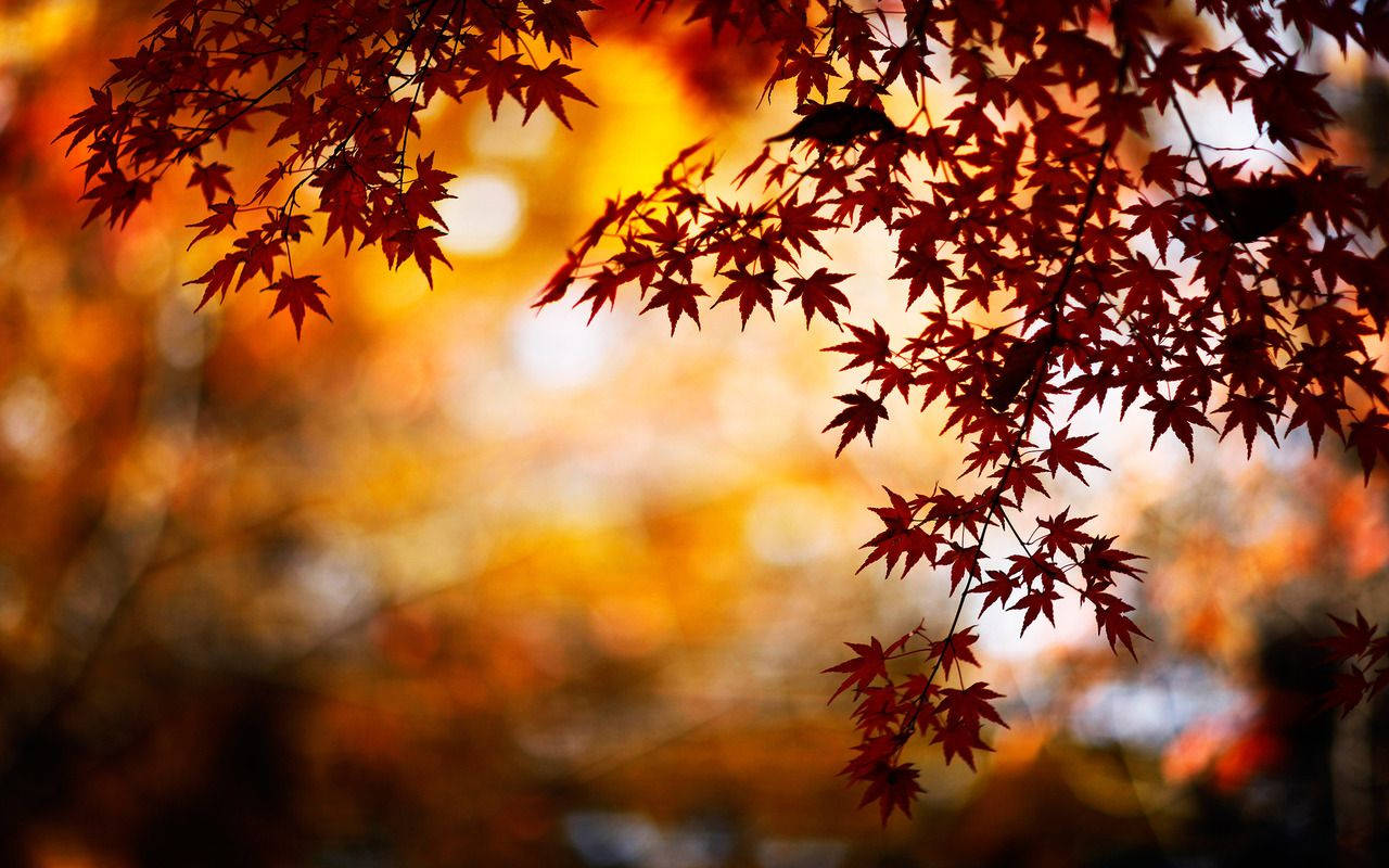 Autumn Leaves In The Background Wallpaper