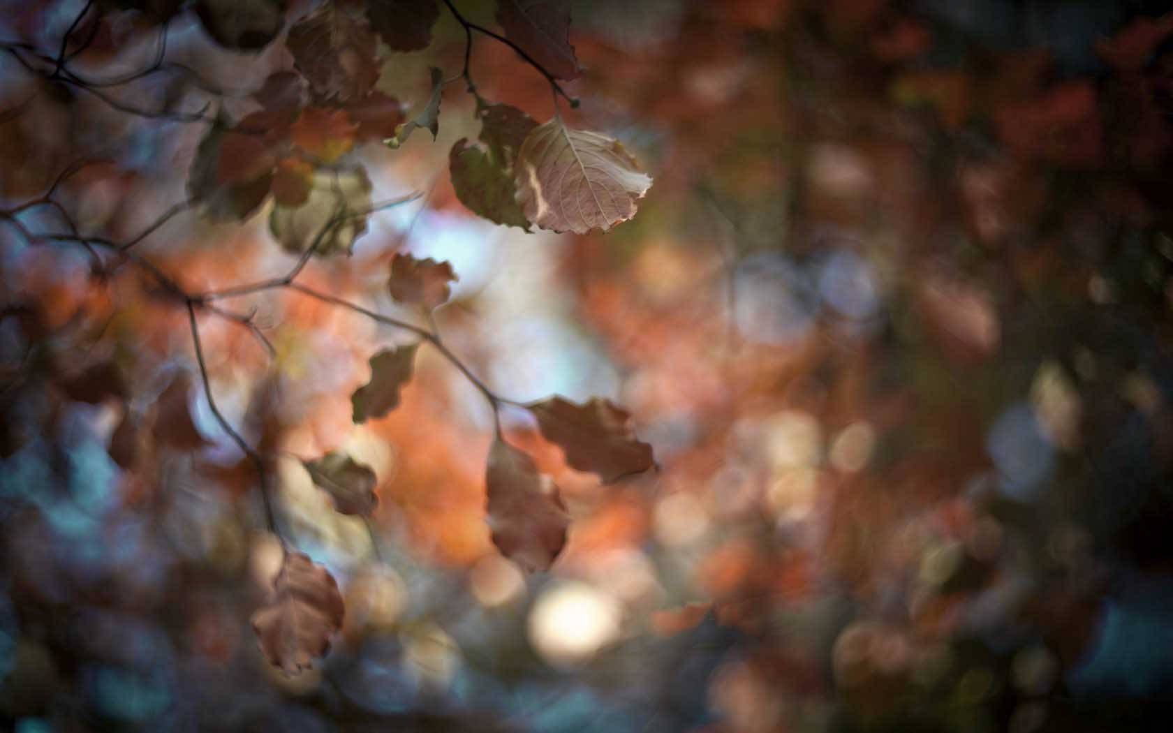 Autumn Leaves Nature Blur Background Wallpaper