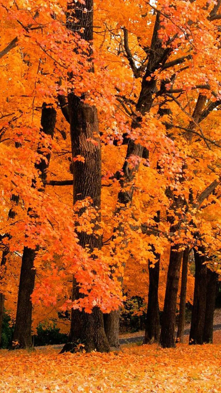 Autumn Leaves On The Ground In A Park Wallpaper