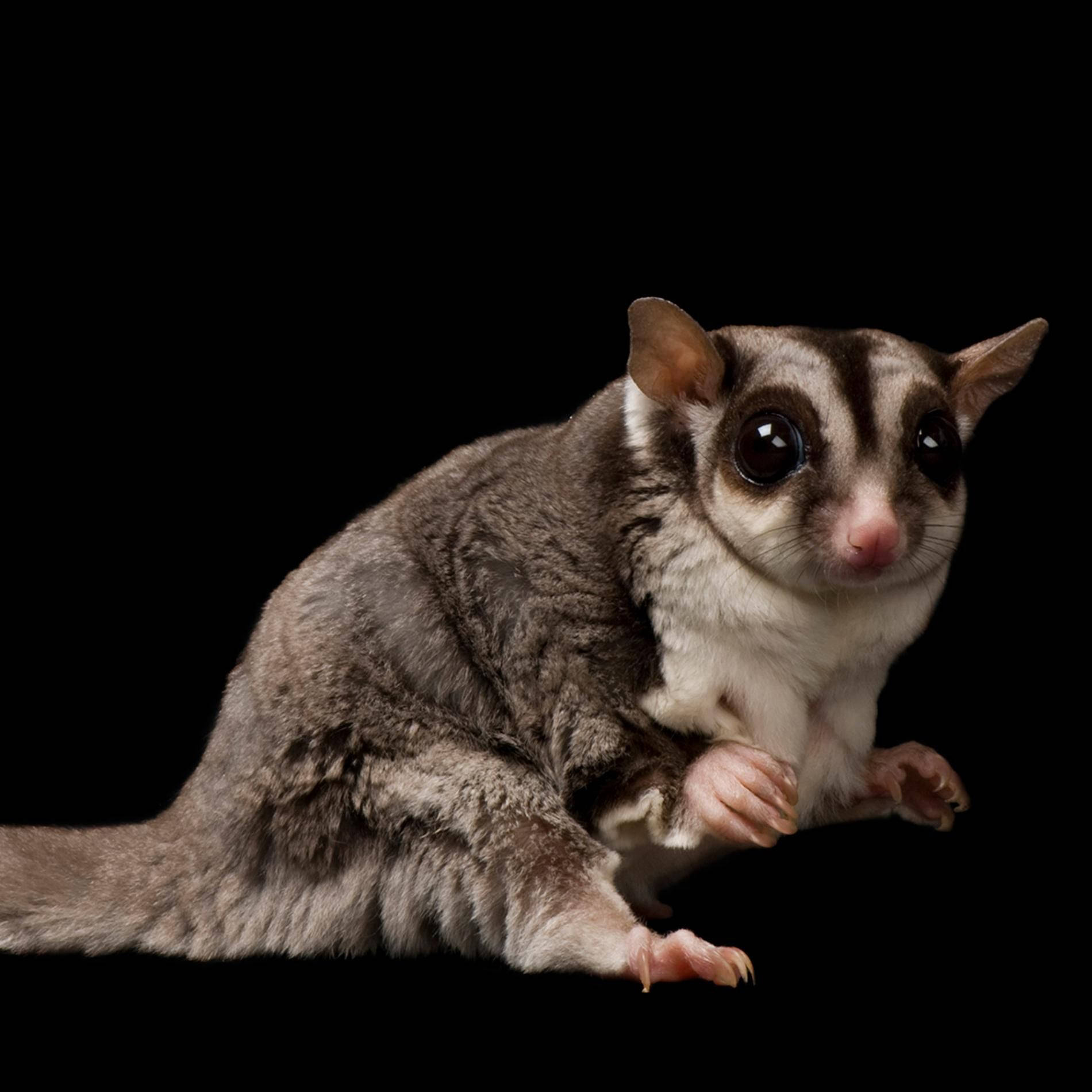 Awkward Sugar Glider Wallpaper