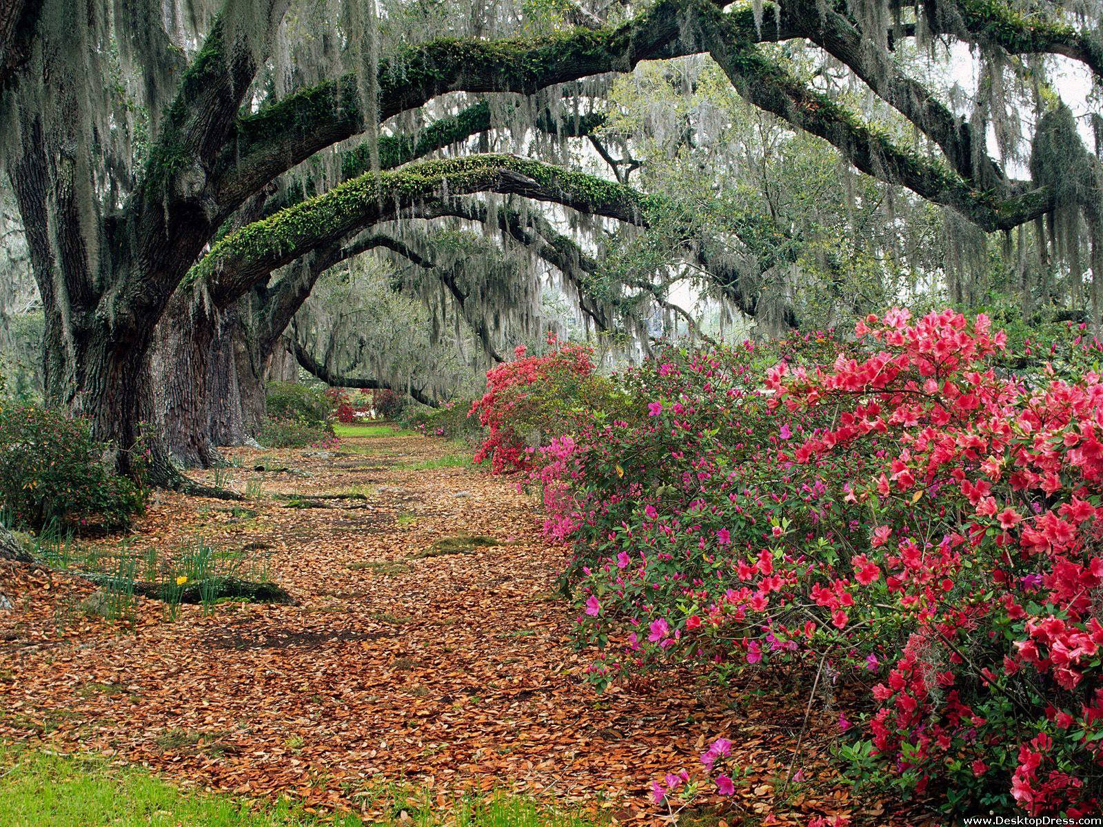 Azaleas In South Carolina Wallpaper