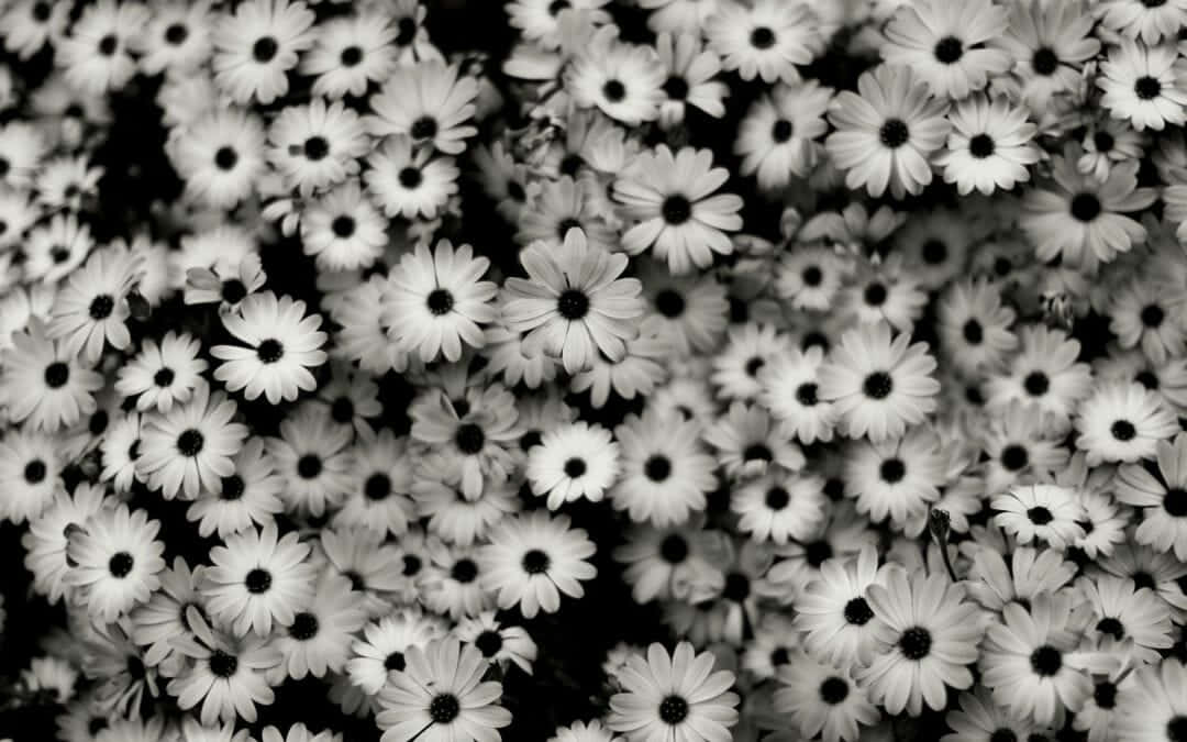 B&w Daisy Aesthetic Computer Wallpaper